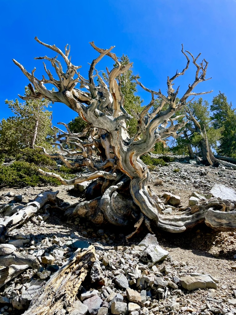 Bristlecone Pine